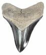 Killer, Fossil Megalodon Tooth - Georgia #60483-1